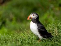 Seitenansicht auf Papageientaucher